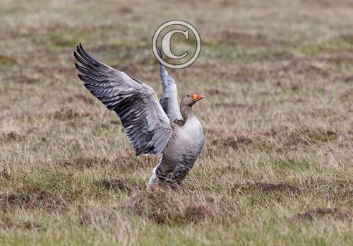 Greylag Goose DM1671